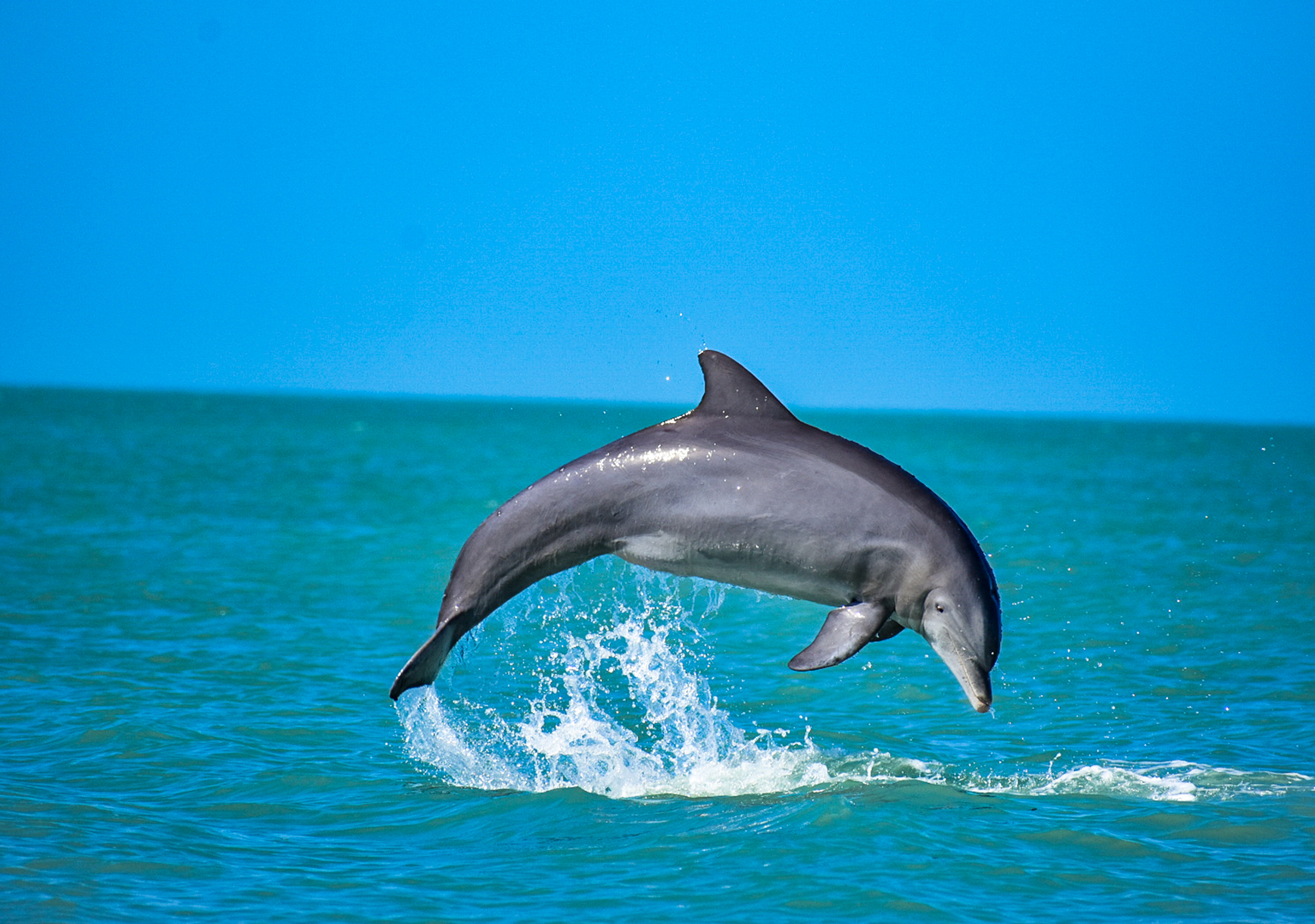 Delfiner i Naples