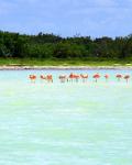 Flamingoer på Isla Holbox