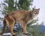 Mountain Lion