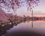 Kirsebærtræer i Washington