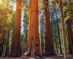 Redwood National Park på Vestkysten i USA