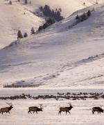 Jackson Hole elg