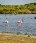 Pekelmeer Flamingo Sanctuary Bonaire