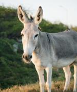 Donkey Sanctuary Bonaire